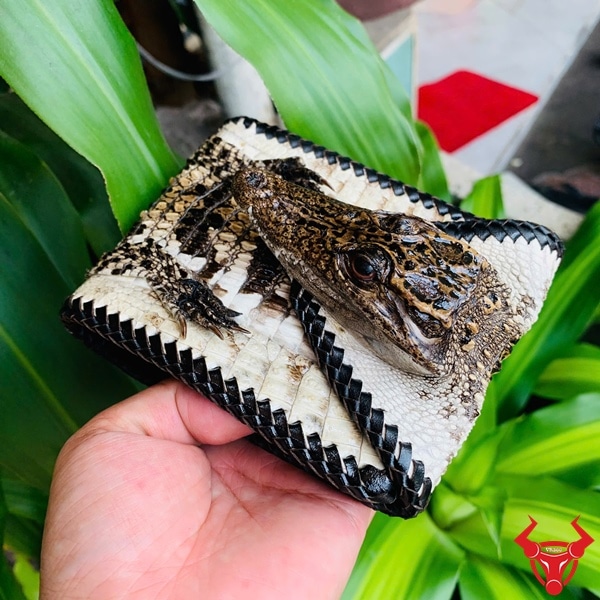 Ví cá sấu nguyên con màu da nguyên thủy, thiết kế độc đáo, phong cách cá tính.
