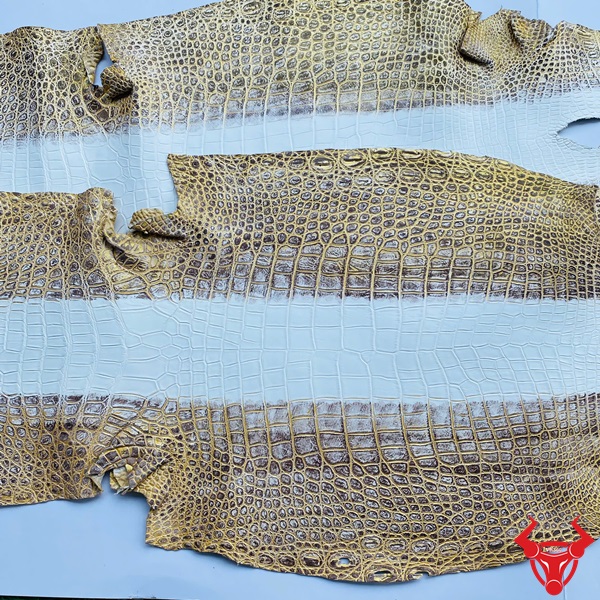 Da Cá Sấu Himalaya Nhũ Vàng Vẻ Đẹp Xa Xỉ Thượng Lưu Hai tấm da cá sấu Himalaya nhũ vàng trên nền xanh và trắng, với vảy vàng sang trọng.