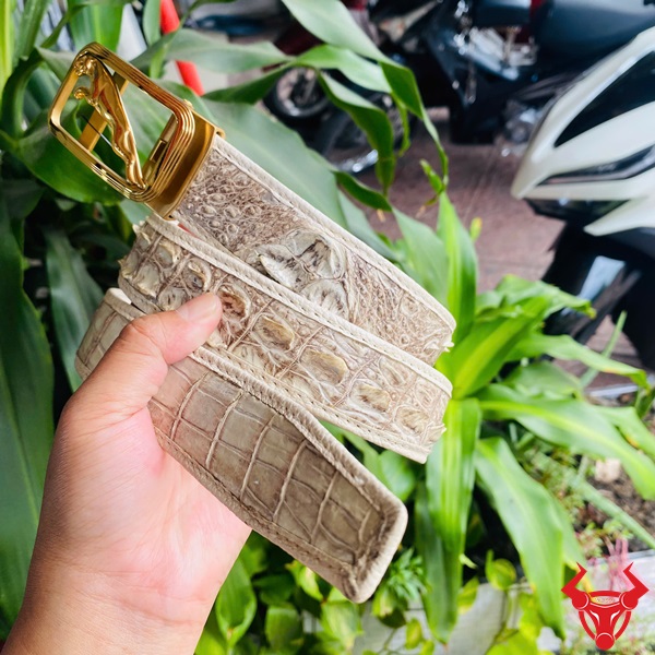 Thắt Lưng Da Cá Sấu Bạch Tạng Khóa Thép Đỉnh Cao Thời Trang Đẳng Cấp Thắt lưng da cá sấu bạch tạng với khóa thép không gỉ, tay cầm, nền lá xanh và xe máy.