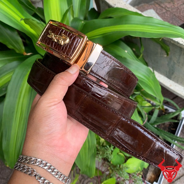 Dây lưng cá sấu cao cấp – Thời trang và bản lĩnh đàn ông Thắt lưng cá sấu nâu liền da nguyên con sang trọng