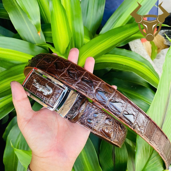 Thắt lưng cá sấu dây liền thật 100% – mạnh mẽ và sang trọng Thắt lưng nam dây liền 3.5cm bằng da cá sấu, màu nâu đậm, khóa kim trắng