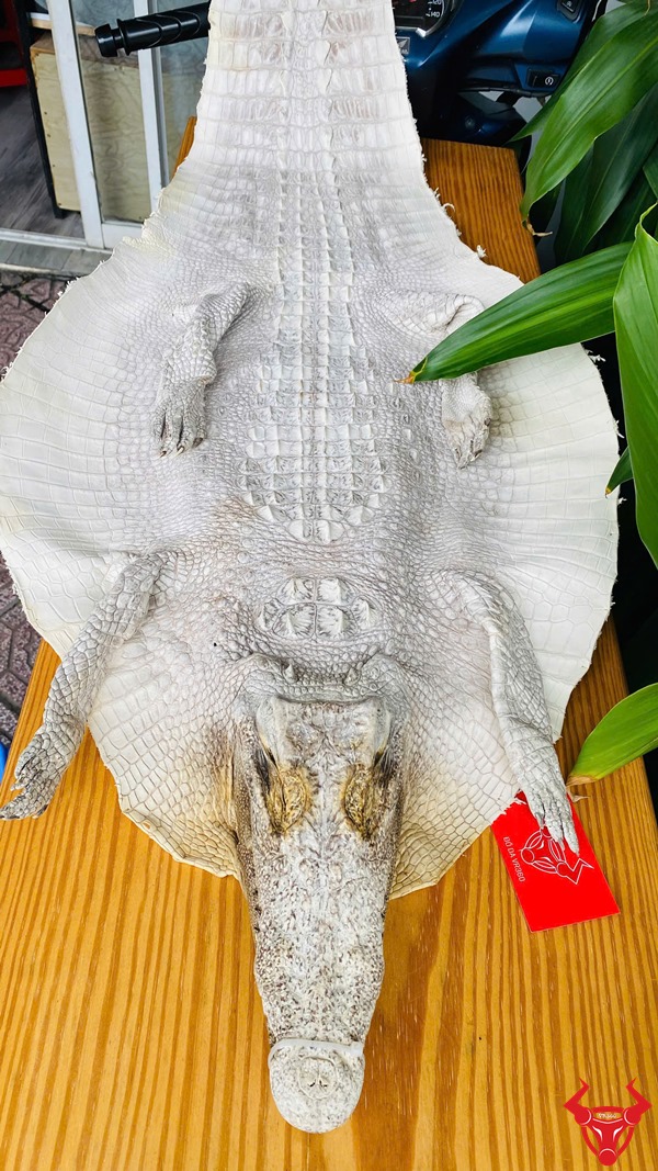 Tấm da cá sấu bạch tạng nguyên con size lớn.
