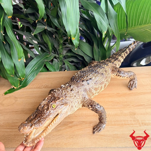 Cá Sấu Nhồi Bông Decor Phong Thủy Sang Trọng Và Đẳng Cấp Cá sấu nguyên thủy nhồi bông trưng bày phong thủy dài 1m2 cao cấp.