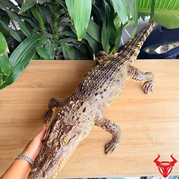Cá Sấu Nguyên Thủy Trưng Bày Mang Ý Nghĩa Phong Thủy Cá sấu nguyên thủy nhồi bông phong thủy kích thước 1m2 độc đáo.