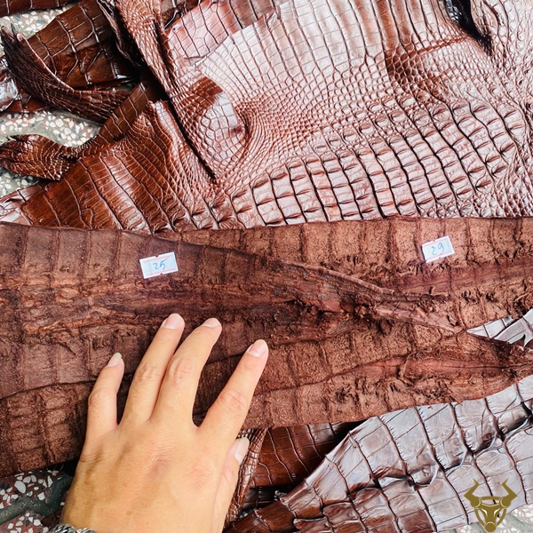 Da Cá Sấu Gai Lưng Size 3 Lớn Màu Nâu Đất Đẳng Cấp Da cá sấu gai lưng size 3 lớn màu nâu đất đẳng cấp